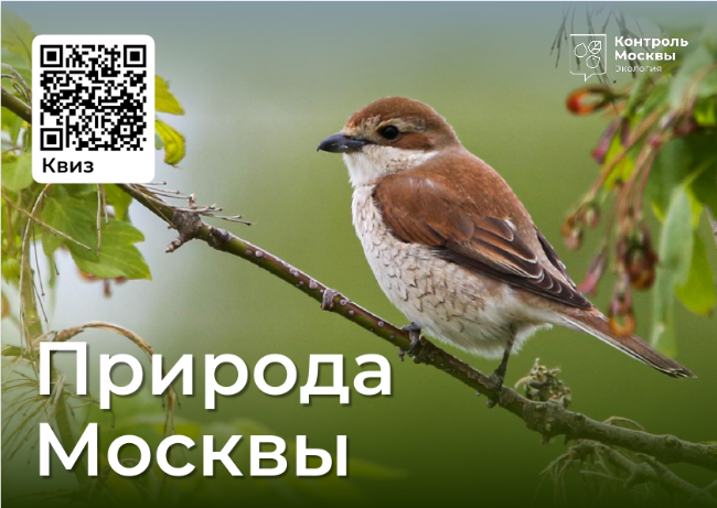 Фестиваль «Природа Москвы. Лето/Осень/Зима»