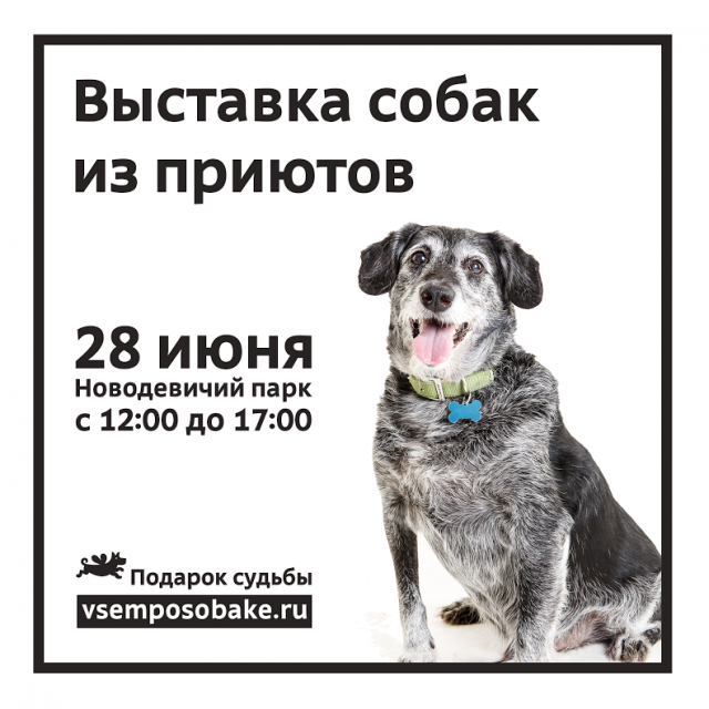 Выставка собак на Новодевичьих прудах.